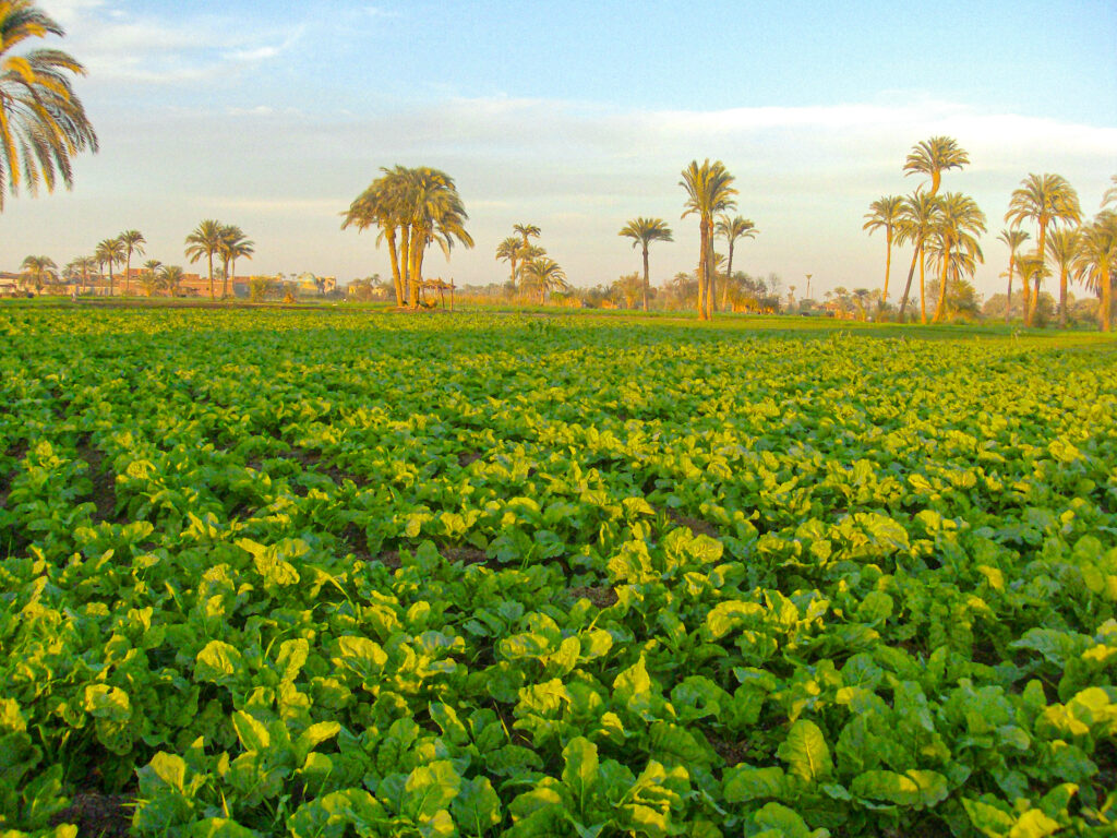 IGNFI.EGYPTE.CIPA.HPIM3834_2