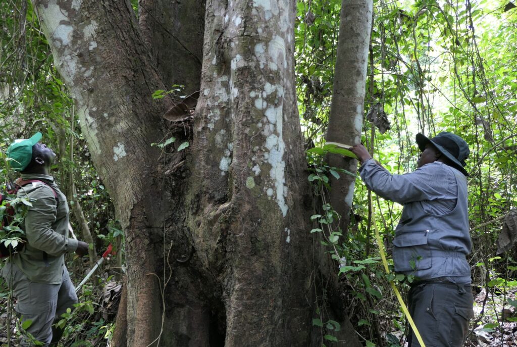COTEDIVOIRE.IFFN.AGRI.UE841_mesure